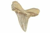 Serrated Sokolovi (Auriculatus) Shark Tooth - Dakhla, Morocco #249412-1
